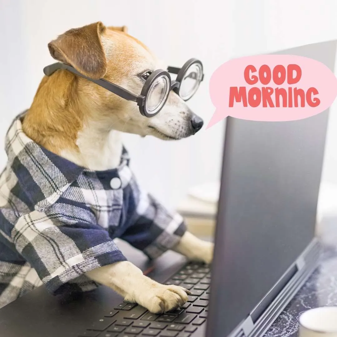 a dog is using laptop funny good morning image