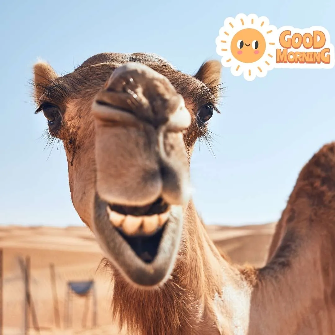 camel standing i desert and smiling in morning fuuny image