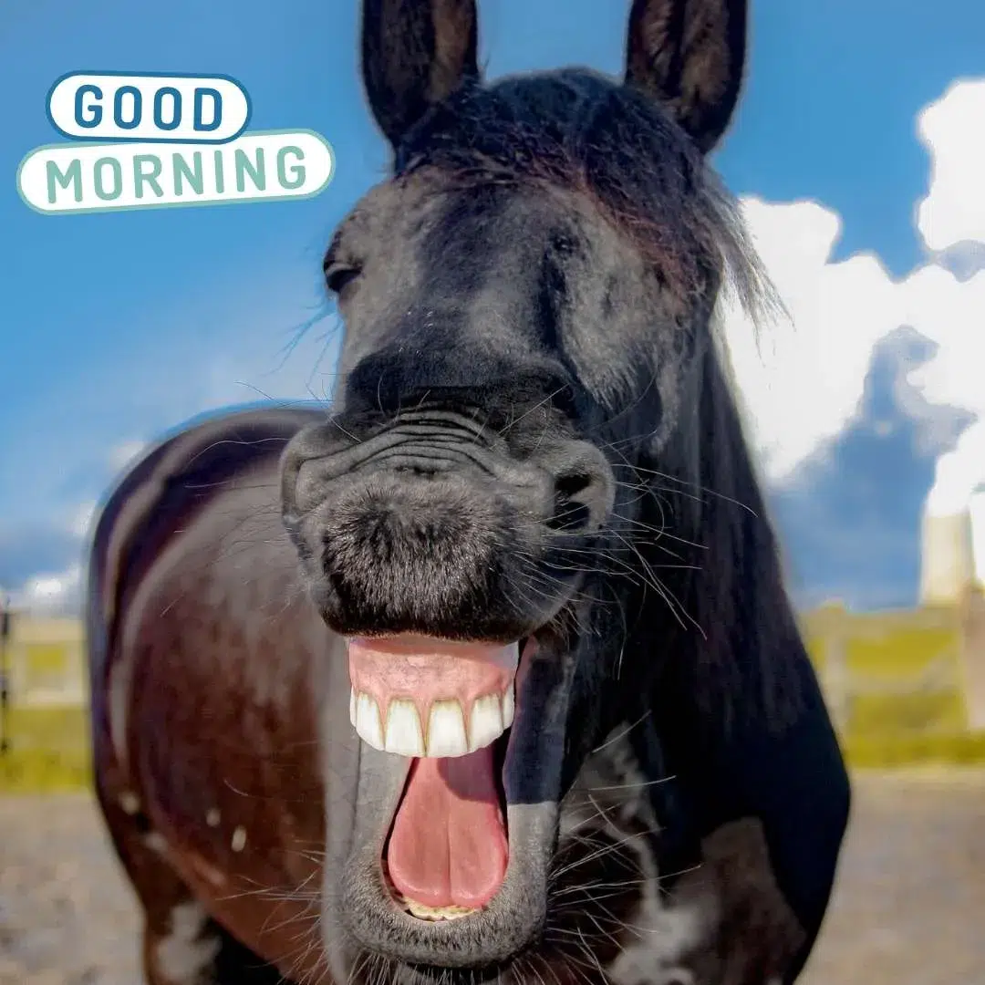 black hourse laughing funny good morning image