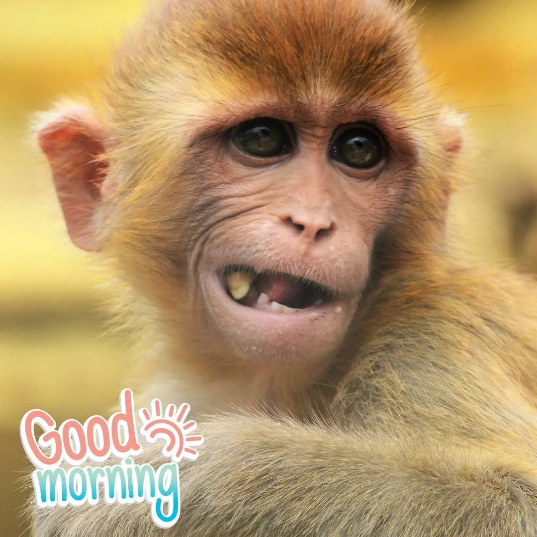 littel monkey laughing funny scene morning image