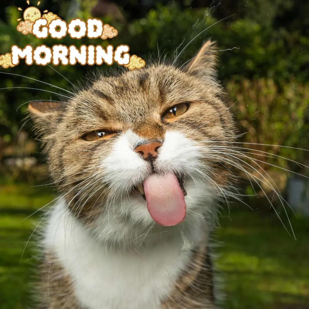 cat showing his tounge make you laugh funny good morning picture