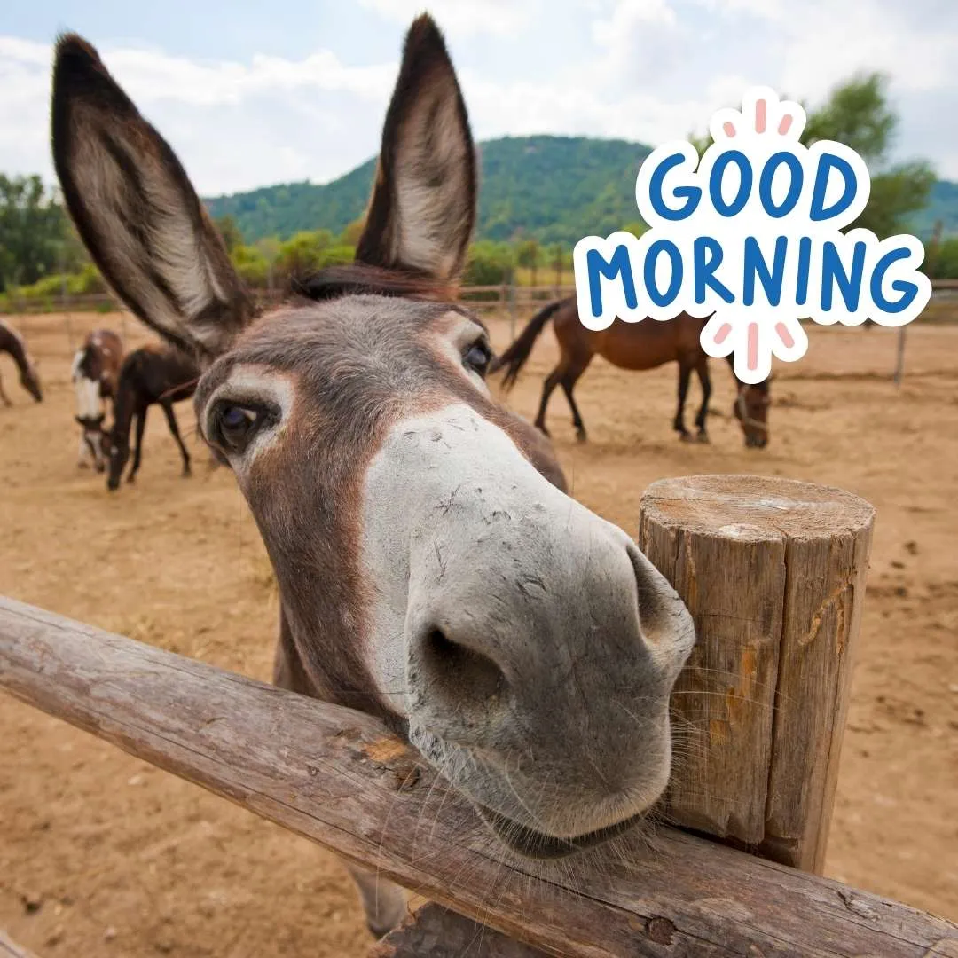 a donkey watching you in weired style funny morning wishes