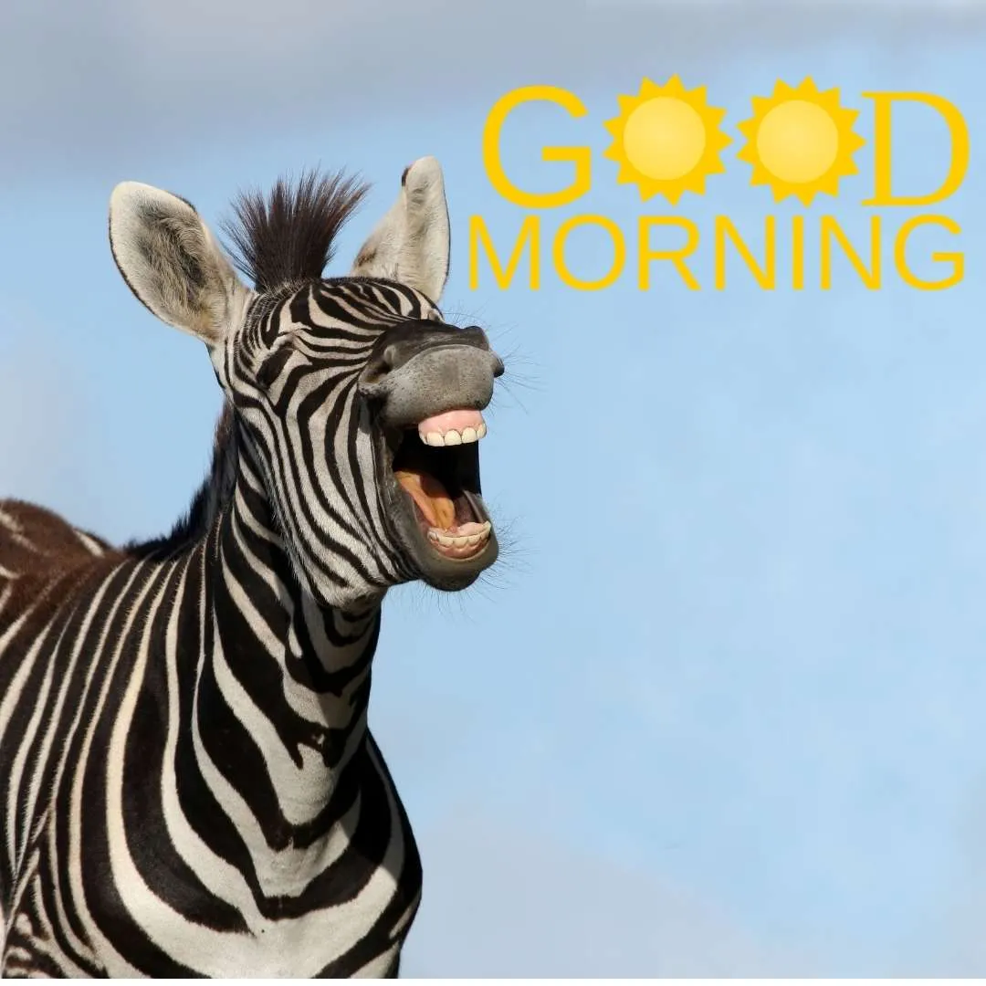 a zebra laughing laudly and wishing very good morning