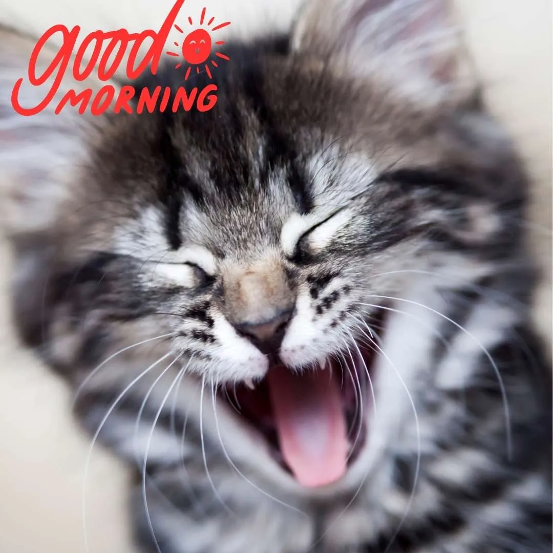 cat laughing too much funny good morning image