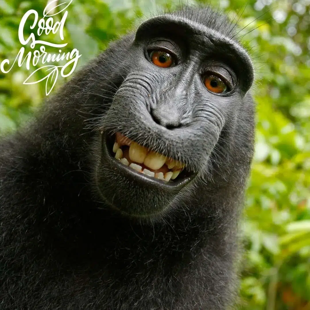 a monkey smiling and wishing good morning image