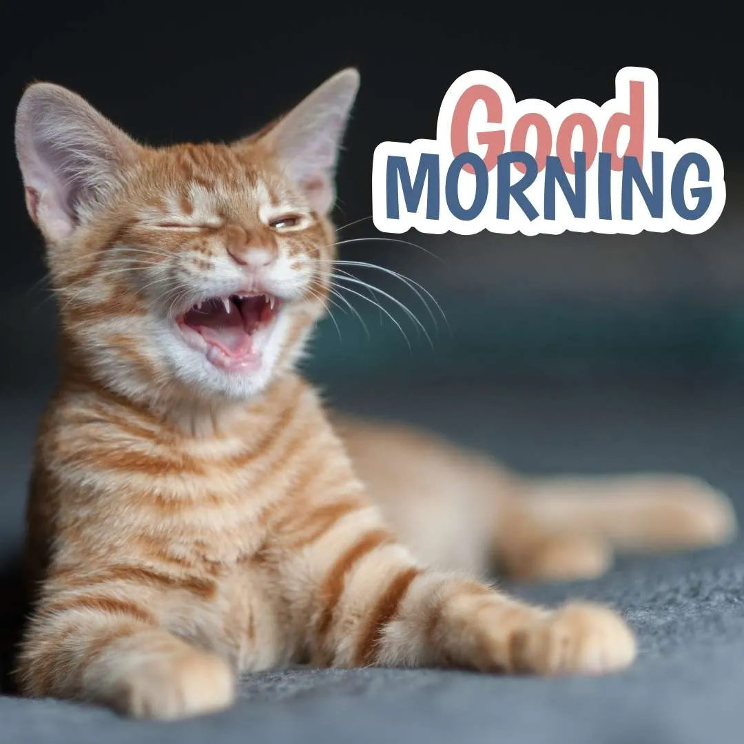 cats laugh funny good morning pics