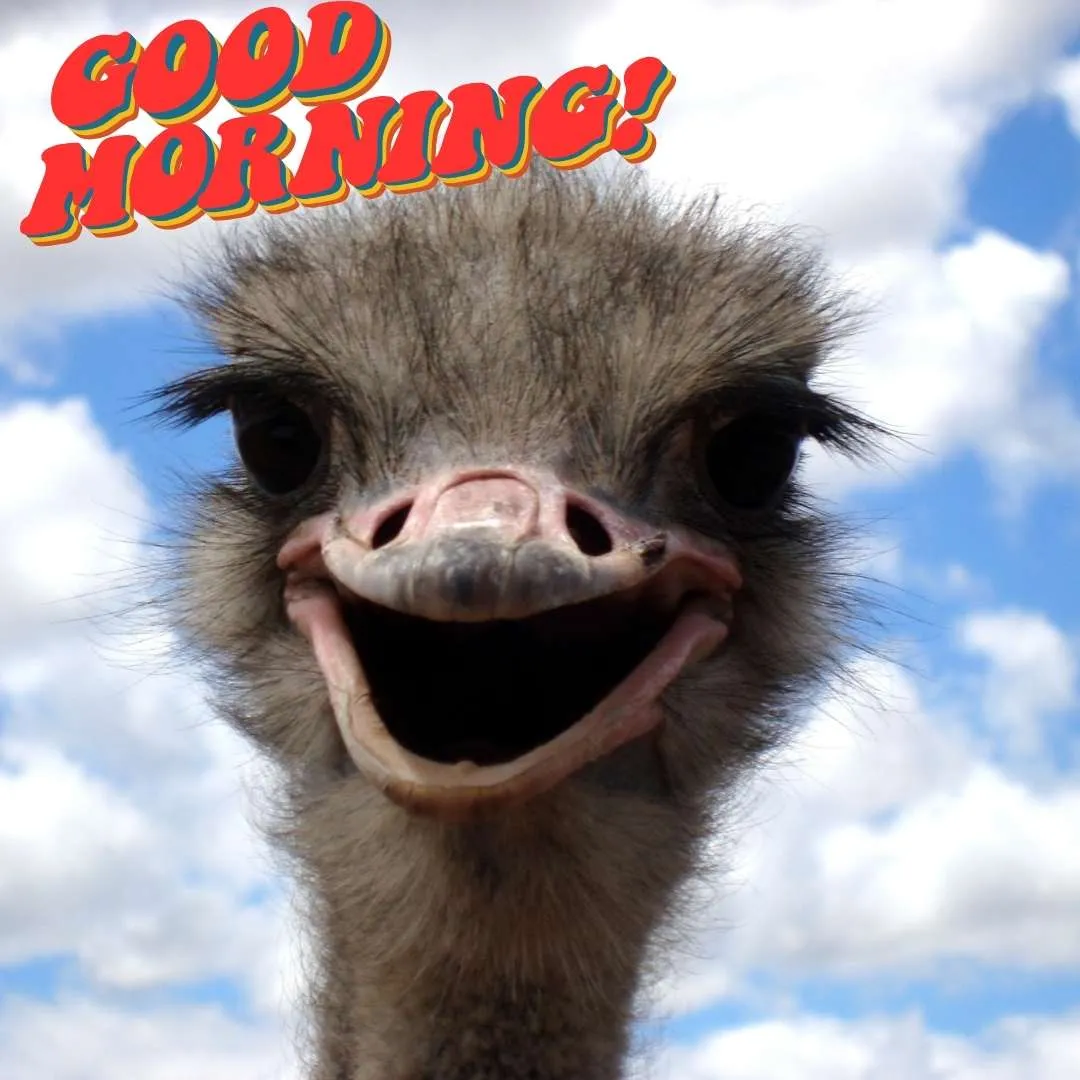 an ostrich smiling funny good morning pictures